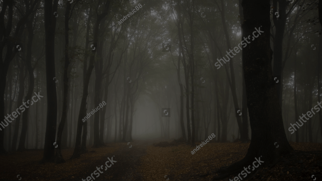 dark woods at night hd