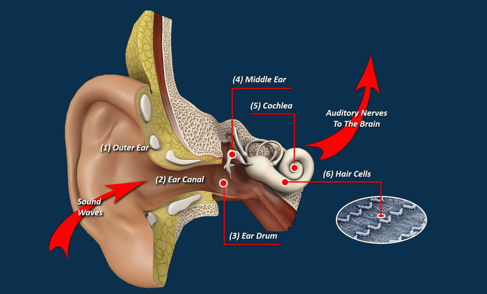 Hearing Chart